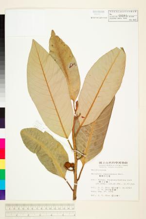 <a href="https://brmas.openmuseum.tw/muse/digi_object/291f65d6130e5bc4c0760f19bf7905c6" target="_blank">蘭嶼肉豆蔻／中央研究院生物多樣性研究博物館植物標本館 (HAST)</a>