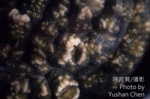 袋腹珊隱蟹在細枝鹿角珊瑚上的癭 