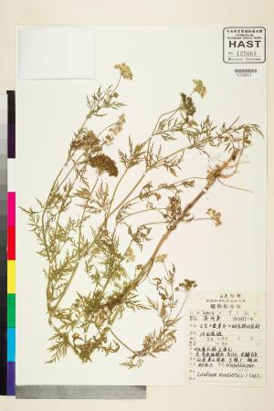<a href="https://brmas.openmuseum.tw/muse/digi_object/2934df9bd124700a6584dfdd6c8bd366" target="_blank">芎窮／中央研究院生物多樣性研究博物館植物標本館 (HAST)</a>