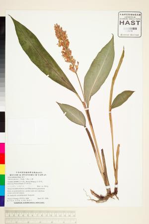 <a href="https://brmas.openmuseum.tw/muse/digi_object/2937397bb486667a99adc85d7eacc062" target="_blank">山薑／中央研究院生物多樣性研究博物館植物標本館 (HAST)</a>