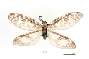 <a href="https://taieol.tw/muse/digi_object/86f1e44fd049157750d265b4d02e6a2f" target="_blank">櫛角魚蛉／By：賴保成／臺灣生命大百科</a>