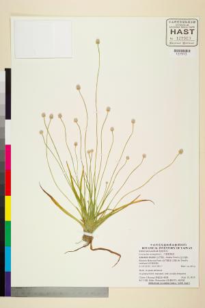 <a href="https://brmas.openmuseum.tw/muse/digi_object/29603535648a185c2569f9025550e9ff" target="_blank">大葉穀精草／中央研究院生物多樣性研究博物館植物標本館 (HAST)</a>