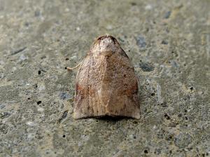 <a href="https://taieol.tw/muse/digi_object/b0199623e2d4b6575cc8501c68f6d978" target="_blank">Beara tortriciformis／By：Hsiengan Huang／臺灣物種名錄(TaiCOL)</a>