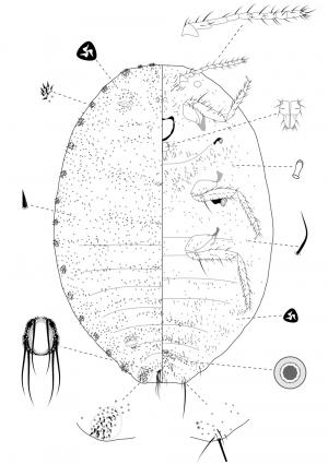 Phenacoccus asteri Takahashi, 1932