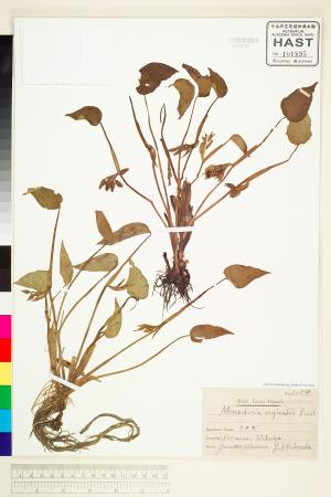 <a href="https://brmas.openmuseum.tw/muse/digi_object/298e1fb659da84cae3f0d3d7a52d4d1f" target="_blank">鴨舌草／中央研究院生物多樣性研究博物館植物標本館 (HAST)</a>
