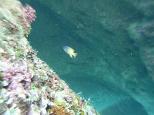 <a href="https://fishdb.sinica.edu.tw/muse/digi_object/9ead5848e09f2181537cb0ccf5b5036c" target="_blank">Chrysiptera rex@fishdb-media-5753／蔡明憲</a>