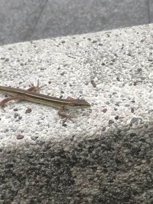 <a href="https://taieol.tw/muse/digi_object/f7cf058072be586414f78cd5c9af78cf" target="_blank">翠斑草蜥／By：rickyp／iNaturalist</a>