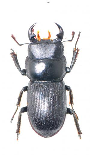 Dorcus reichei clypeatus 條背大鍬形蟲