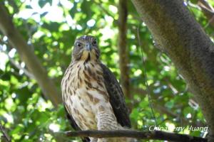 <a href="https://taieol.tw/muse/digi_object/e0c56f361b646087915b116a4527856a" target="_blank">鳳頭蒼鷹／By：chinaberryhuang／iNaturalist</a>