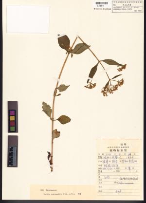 <a href="https://brmas.openmuseum.tw/muse/digi_object/29d013cebb7d835acf4066c938b4a3a5" target="_blank">黃花龍芽草／中央研究院生物多樣性研究博物館植物標本館 (HAST)</a>