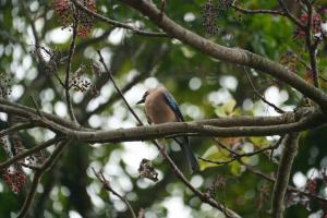 <a href="https://taieol.tw/muse/digi_object/a5d12a9b53ae90e16c944aaadf3514db" target="_blank">松鴉／By：kelvinche／iNaturalist</a>