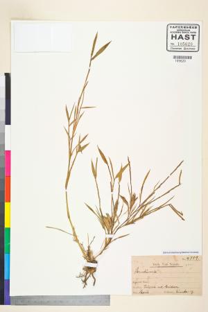 <a href="https://brmas.openmuseum.tw/muse/digi_object/29e2a2da02c9a3c50df9d9fc8fd8d5b1" target="_blank">青籬竹屬／中央研究院生物多樣性研究博物館植物標本館 (HAST)</a>