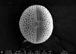 <a href="https://ntm-naturearchive.openmuseum.tw/muse/digi_object/944295010ba0afccfd2ae01bacdd9918" target="_blank">樺葉莢蒾／國立臺灣博物館</a>
