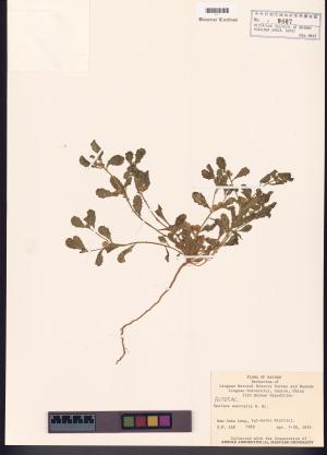 <a href="https://brmas.openmuseum.tw/muse/digi_object/29e77495ac6310daba0bb4e5bbf09eeb" target="_blank">鵝不食草／中央研究院生物多樣性研究博物館植物標本館 (HAST)</a>