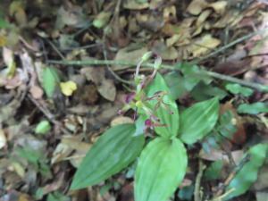 <a href="https://taieol.tw/muse/digi_object/5927ec8d8d50ff43a4f4a76db7f495db" target="_blank">脈羊耳蘭／By：naturalist14740／iNaturalist</a>