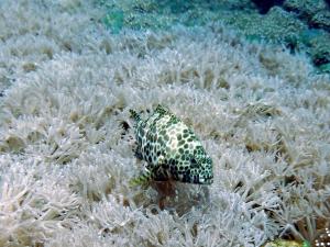 <a href="https://taieol.tw/muse/digi_object/0550f63cfb72a749530c99e626423c4c" target="_blank">網紋石斑魚／By：langzi／iNaturalist</a>