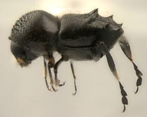 Eccoptopterus spinosus (Olivier, 1795) 六棘菌生小蠹