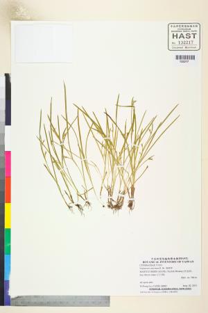<a href="https://brmas.openmuseum.tw/muse/digi_object/2a1f71b3779d00eab56b182f6f8bd656" target="_blank">裂穎茅／中央研究院生物多樣性研究博物館植物標本館 (HAST)</a>