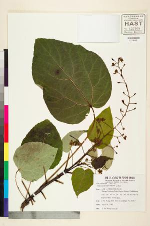 <a href="https://brmas.openmuseum.tw/muse/digi_object/2a2f688124f9143e150886f4293e7230" target="_blank">山桐子／中央研究院生物多樣性研究博物館植物標本館 (HAST)</a>