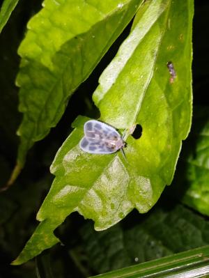 <a href="https://taieol.tw/muse/digi_object/20551a3f15545d08b414de2621ca69d3" target="_blank">Borysthenes maculatus／By：chengshou／iNaturalist</a>