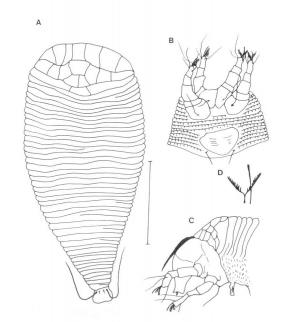 Diptilomiopus septimus Huang, 2001