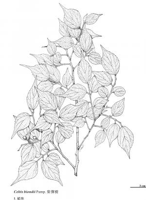 <a href="https://taieol.tw/muse/digi_object/2ed3998f4c7a5ca28405c4061322b543" target="_blank">沙楠子樹／By：金門植物誌／金門國家公園管理處</a>