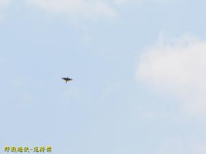 <a href="https://taieol.tw/muse/digi_object/d0813f2d14f83d8a4f707486ff9ce34f" target="_blank">小雲雀／By：kinmatsu／iNaturalist</a>