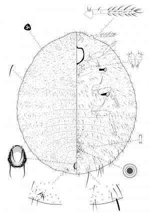 Mizococcus sacchari (Takahashi, 1928)