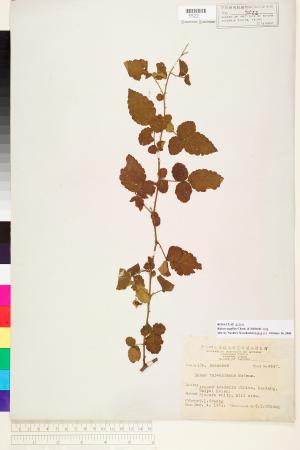 <a href="https://brmas.openmuseum.tw/muse/digi_object/2a629b7cdd6de5962d74513184aef056" target="_blank">刺莓／中央研究院生物多樣性研究博物館植物標本館 (HAST)</a>
