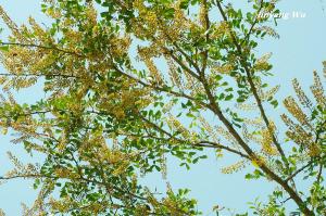 <a href="https://taieol.tw/muse/digi_object/b1ba651905b52ae071f419b9723d9eeb" target="_blank">墨水樹／By：linyang wu／臺灣物種名錄(TaiCOL)</a>