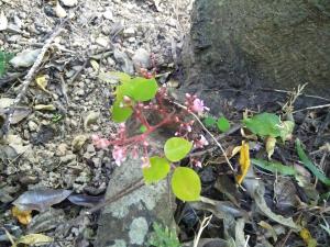 <a href="https://taieol.tw/muse/digi_object/914acbedaf6e3e946dba1babe4fe9bc9" target="_blank">楊桃／By：shinochen／iNaturalist</a>