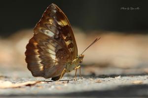 <a href="https://taieol.tw/muse/digi_object/1d3d82b61a1d9464ba05b94fb5c7c2b7" target="_blank">瑙蛺蝶／By：馬承漢／臺灣物種名錄(TaiCOL)</a>