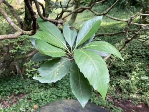 <a href="https://taieol.tw/muse/digi_object/02cc2cfe72af05e29f53ada3d4ba7fa2" target="_blank">山枇杷／By：huangpohsun／iNaturalist</a>