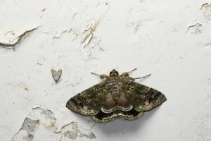 <a href="https://taieol.tw/muse/digi_object/5bfb7e69d16db395cb253ff9bd761dce" target="_blank">眸夜蛾／By：papilioshih／iNaturalist</a>