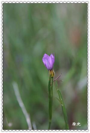 <a href="https://taieol.tw/muse/digi_object/bdc5eb961464f19cc352b14e2cd22977" target="_blank">鳶尾葉庭菖蒲／By：王傳照／臺灣物種名錄(TaiCOL)</a>