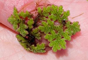 <a href="https://taieol.tw/muse/digi_object/de76a8bc7f7b3e079abce1a5da3a9b79" target="_blank">Azolla caroliniana／By：ferrypoet／iNaturalist</a>