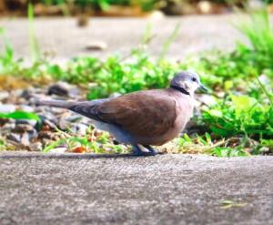 <a href="https://taieol.tw/muse/digi_object/db704db5e47a10065dcca3e519bada8d" target="_blank">紅鳩／By：kellyshu／iNaturalist</a>