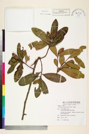 <a href="https://brmas.openmuseum.tw/muse/digi_object/2acc910ba3a25c12b9f37d719391c793" target="_blank">大頭茶／中央研究院生物多樣性研究博物館植物標本館 (HAST)</a>