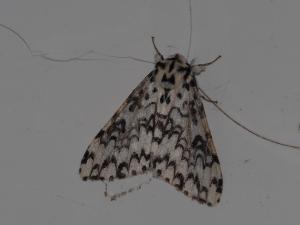<a href="https://taieol.tw/muse/digi_object/fbf92acaf063cd08879453f92fef5043" target="_blank">絡毒蛾／By：max822／iNaturalist</a>