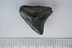 <a href="https://brmas.openmuseum.tw/muse/digi_object/cec7e0fb160e7eda10a1d17c2e143e63" target="_blank">Carcharhinus longimanus／中央研究院生物多樣性研究博物館動物標本館 (ASIZ)</a>