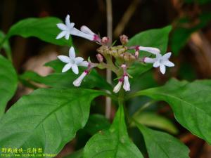 <a href="https://taieol.tw/muse/digi_object/f2c18efa9a84f8d688570f62db0cef07" target="_blank">蛇根草／By：kinmatsu／iNaturalist</a>