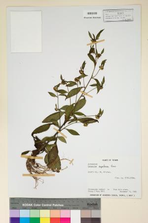 <a href="https://brmas.openmuseum.tw/muse/digi_object/2aebb5bcbd8fbe8146ef055787ae390a" target="_blank">黃金珠／中央研究院生物多樣性研究博物館植物標本館 (HAST)</a>