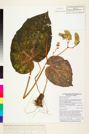 <a href="https://brmas.openmuseum.tw/muse/digi_object/2aecadcc9be1b1cb880cfbdd292142f0" target="_blank">黃瓣秋海棠／中央研究院生物多樣性研究博物館植物標本館 (HAST)</a>