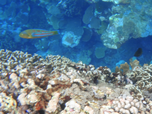 <a href="https://taieol.tw/muse/digi_object/71d24ca2e0e970f0199acce5ffcbc50f" target="_blank">三葉錦魚／By：pchi45／iNaturalist</a>