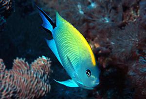<a href="https://fishdb.sinica.edu.tw/muse/digi_object/bbb957982dab95fc39f516546552d48a" target="_blank">Genicanthus melanospilos@fishdb-media-7151／蔡正一</a>