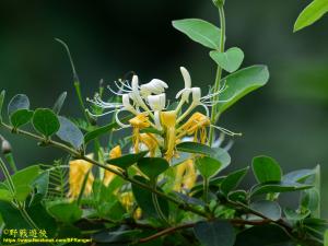 <a href="https://taieol.tw/muse/digi_object/7325271aefed6179cb65efa049092330" target="_blank">忍冬／By：kinmatsu／iNaturalist</a>