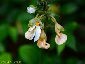 <a href="https://taieol.tw/muse/digi_object/c0b50c3a95411bd0098b88fa7079431e" target="_blank">細點根節蘭／By：kinmatsu／iNaturalist</a>