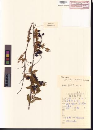 <a href="https://brmas.openmuseum.tw/muse/digi_object/2b4e13af4da938aa9ba0461cc723cb87" target="_blank">華西小石積／中央研究院生物多樣性研究博物館植物標本館 (HAST)</a>
