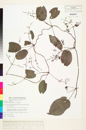 <a href="https://brmas.openmuseum.tw/muse/digi_object/2b4eb3198da716777ae4161d77378a4c" target="_blank">毛雞屎藤／中央研究院生物多樣性研究博物館植物標本館 (HAST)</a>