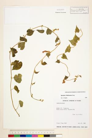<a href="https://brmas.openmuseum.tw/muse/digi_object/2b649c206db263a4e5166f906dc6c53e" target="_blank">碗仔花／中央研究院生物多樣性研究博物館植物標本館 (HAST)</a>